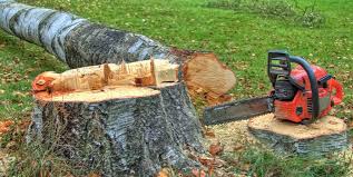 Best Tree Trimming and Pruning  in Blackwells Mills, NJ