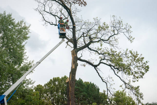 Best Weed Control  in Blackwells Mills, NJ