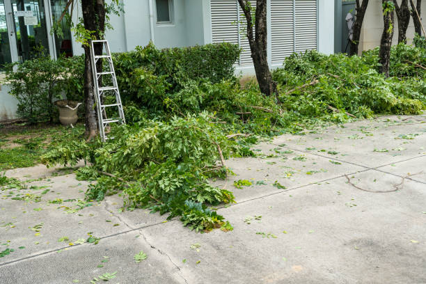 How Our Tree Care Process Works  in  Blackwells Mills, NJ