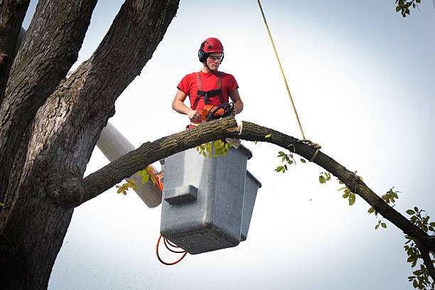 Best Tree Disease Treatment  in Blackwells Mills, NJ